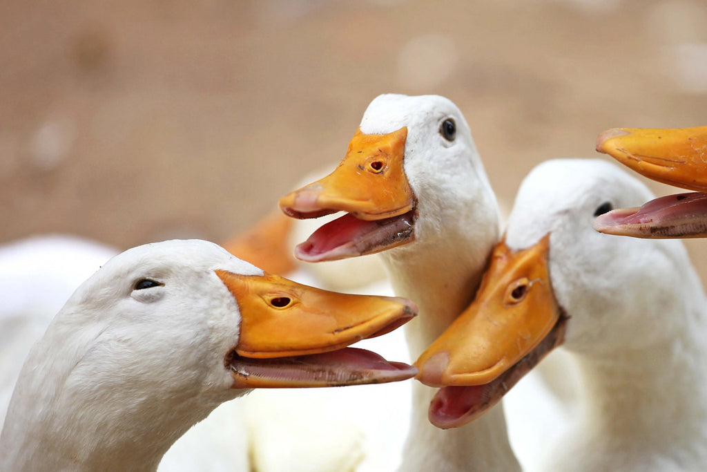 los patos comen comida para perros